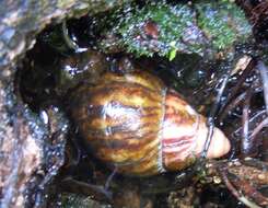 Image de Archachatina marginata (Swainson 1821)