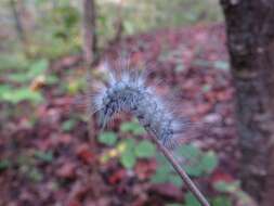 Image of The Laugher Moth