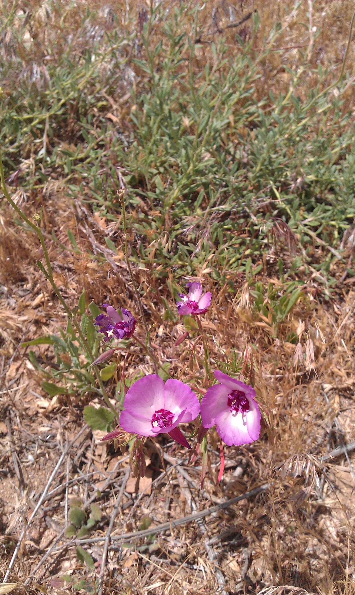 Image of butterfly mariposa lily