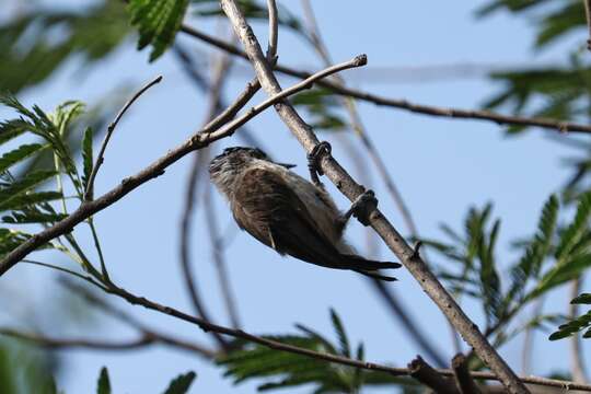 Image of Ochraceous Piculet