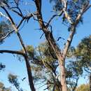 Calyptorhynchus banksii graptogyne Schodde, Saunders, DA & Homberger 1989 resmi