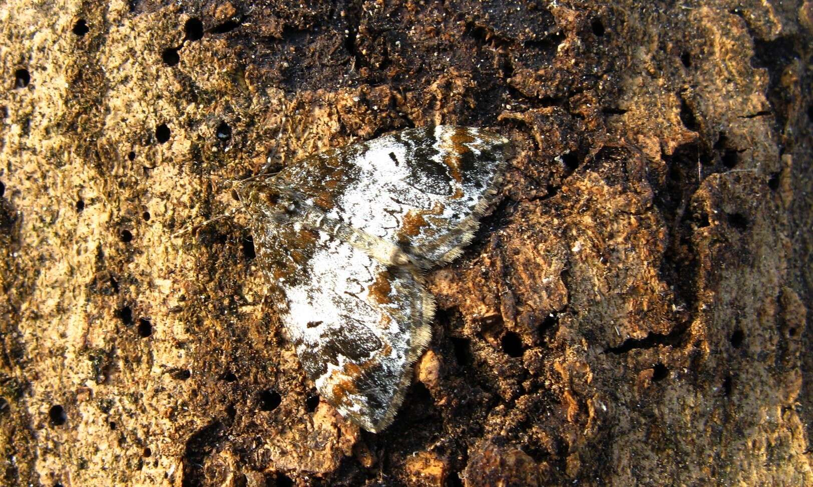 Image of common marbled carpet