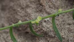 Image of chuckwalla combseed