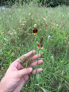 Image of Mexican hat