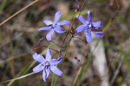 Image of Agrostocrinum hirsutum (Lindl.) Keighery