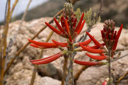 Imagem de Erythrina flabelliformis Kearney