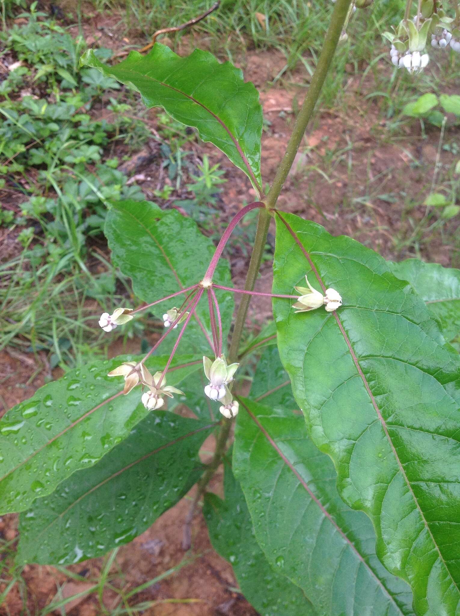 Слика од Asclepias exaltata L.