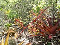 Слика од Aechmea leptantha (Harms) Leme & J. A. Siqueira