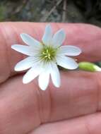 Image of field chickweed