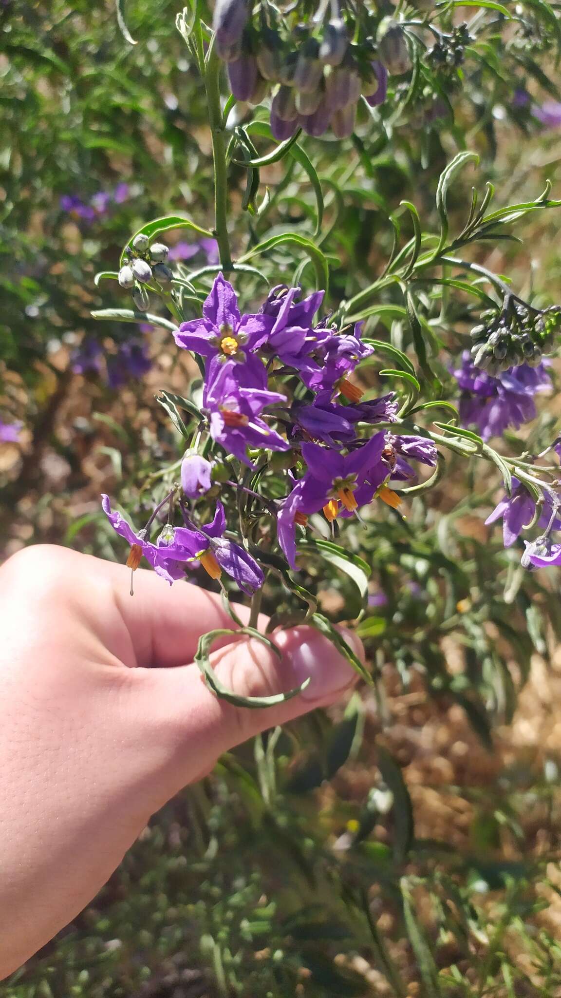 Image of Chilean Nightshade Chilean