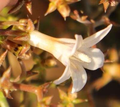 Image of Wahlenbergia decipiens A. DC.