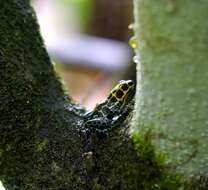 Image of Mimic Poison Frog