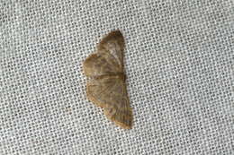 صورة Idaea simplex Warren 1899