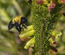 Plancia ëd Xylocopa watmoughi Eardley 1983