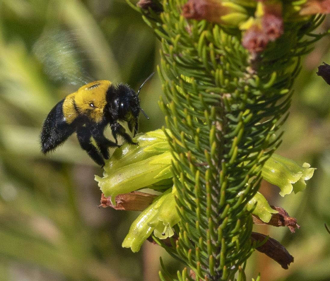 Plancia ëd Xylocopa watmoughi Eardley 1983