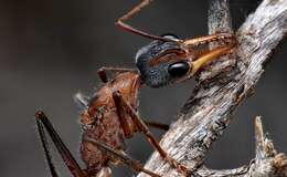 صورة Myrmecia fuscipes Clark 1951