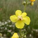 Слика од Verbascum graecum Heldr. & Sart. ex Boiss.