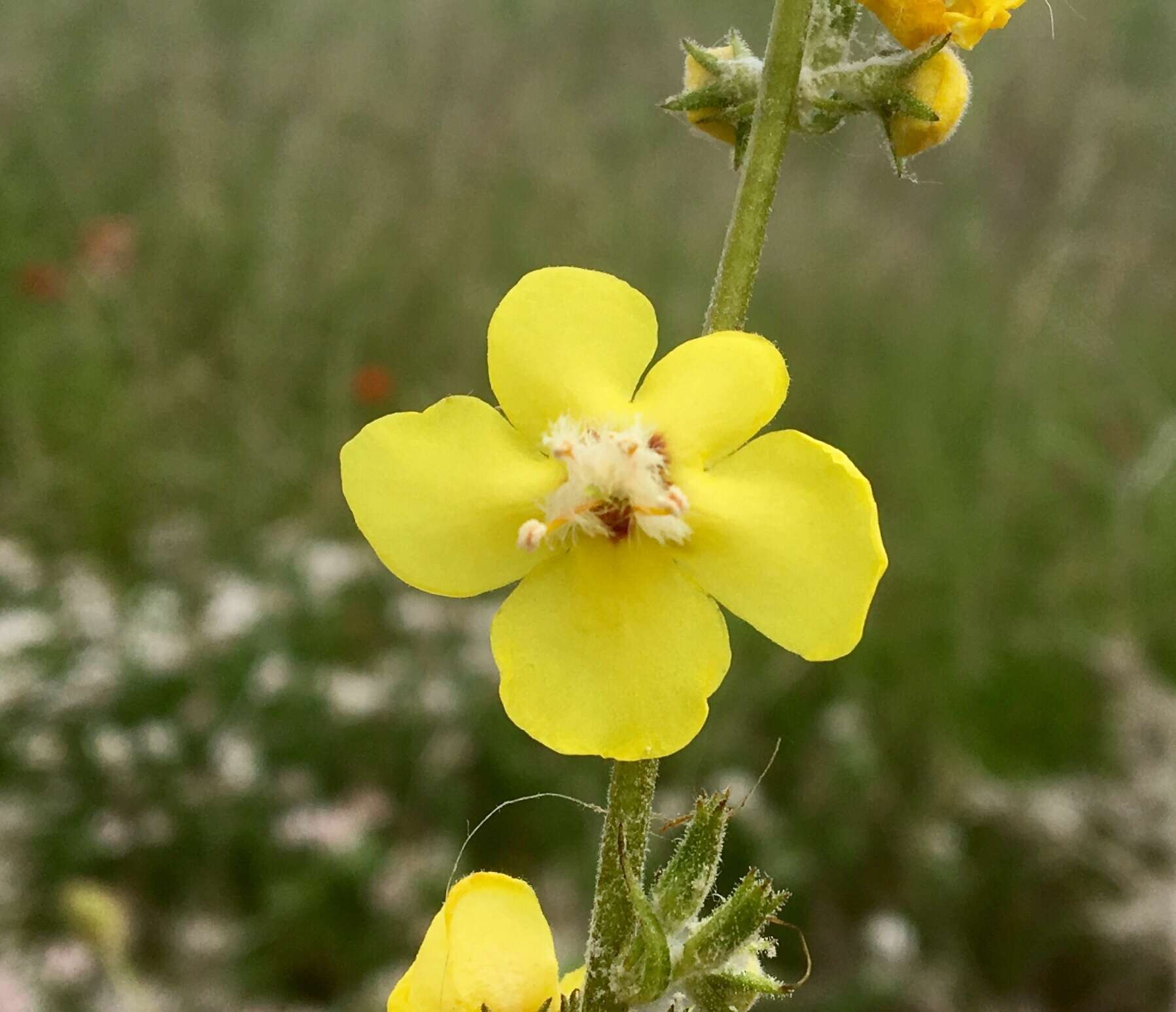 Слика од Verbascum graecum Heldr. & Sart. ex Boiss.