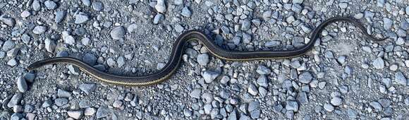 Image of Giant Garter Snake