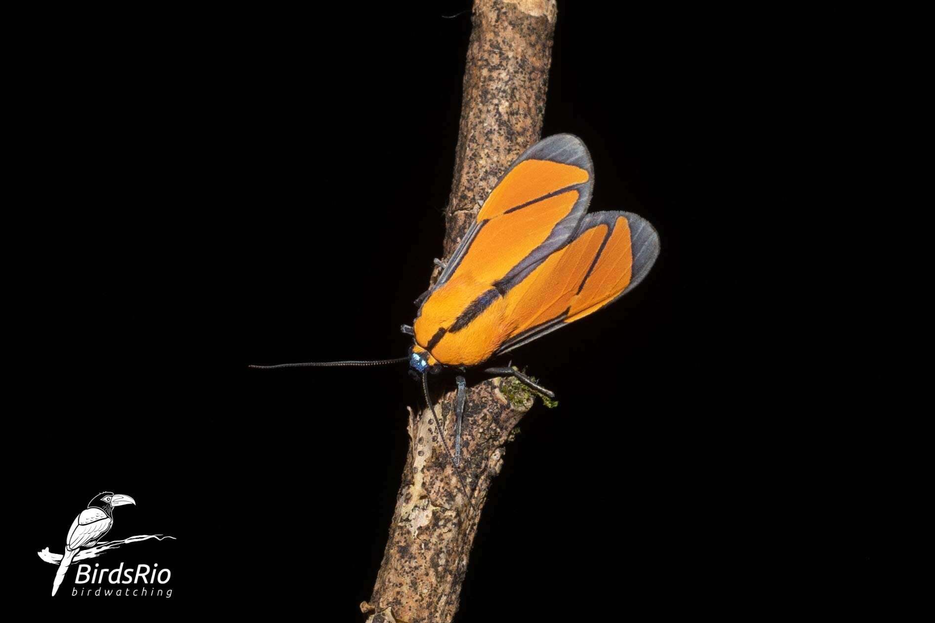 Image of Ormetica chrysomelas Walker 1856