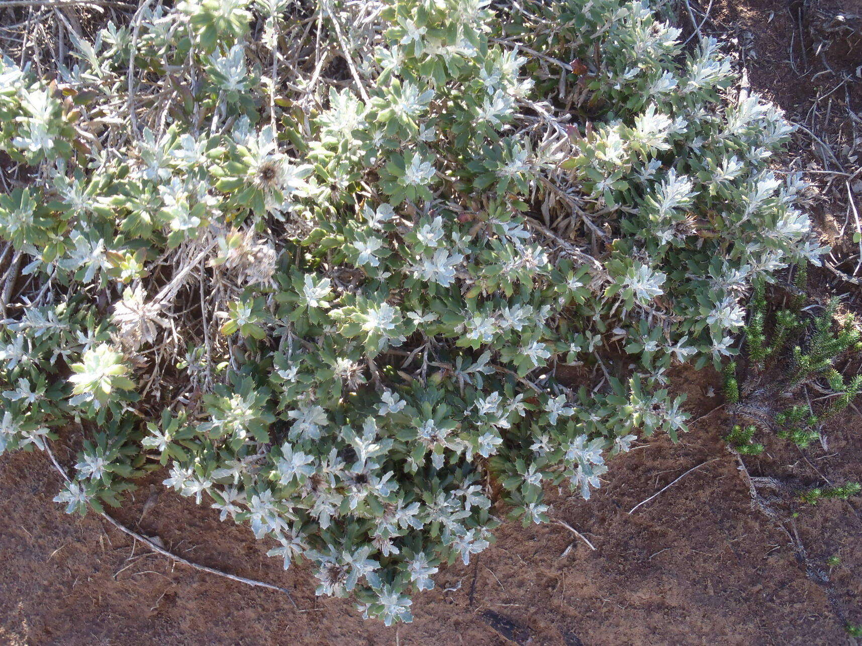 Image of Berkheya coriacea Harv.