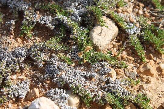 Image of Eragrostis bergiana (Kunth) Trin.