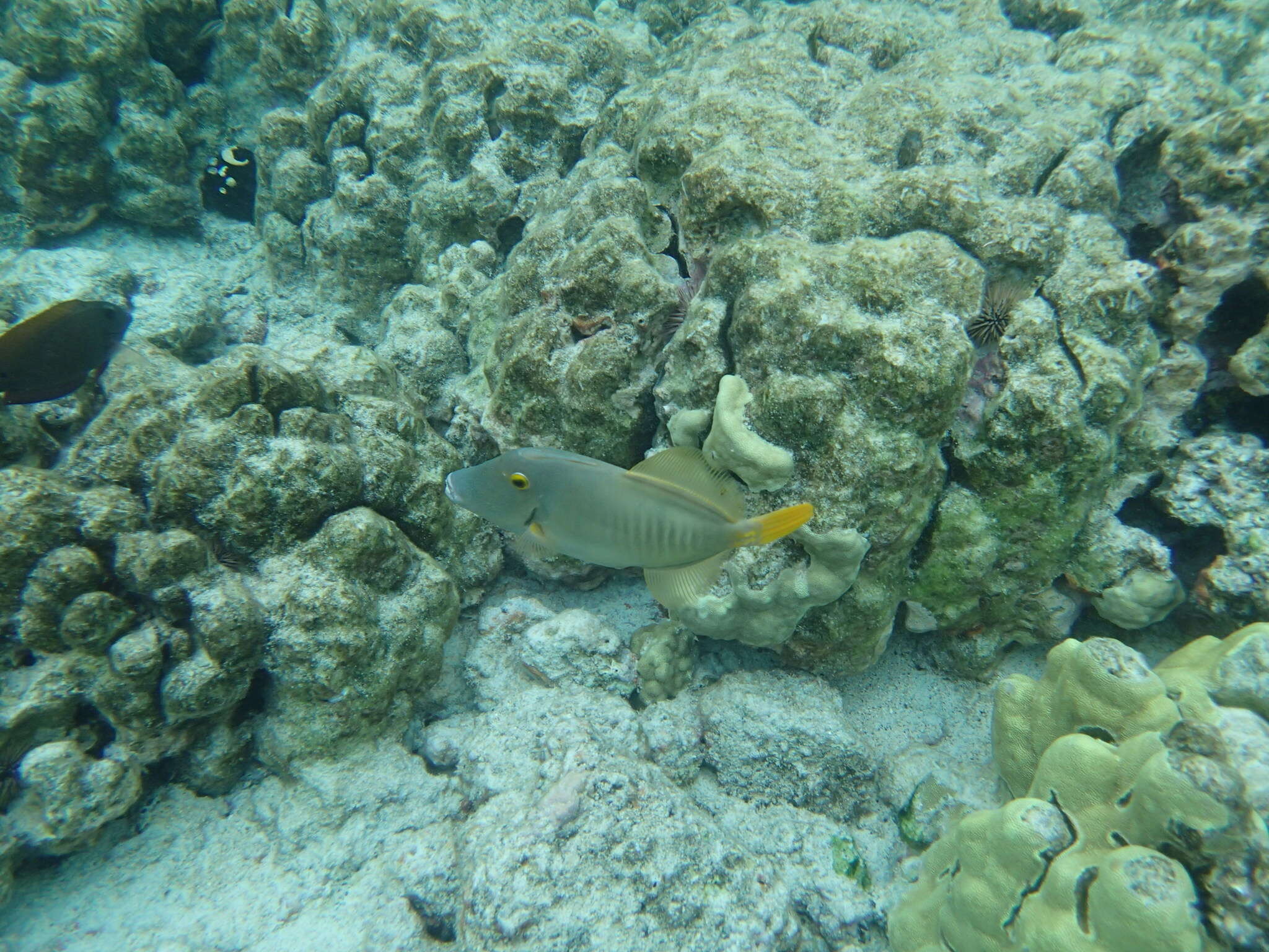 Image of Barred Filefish