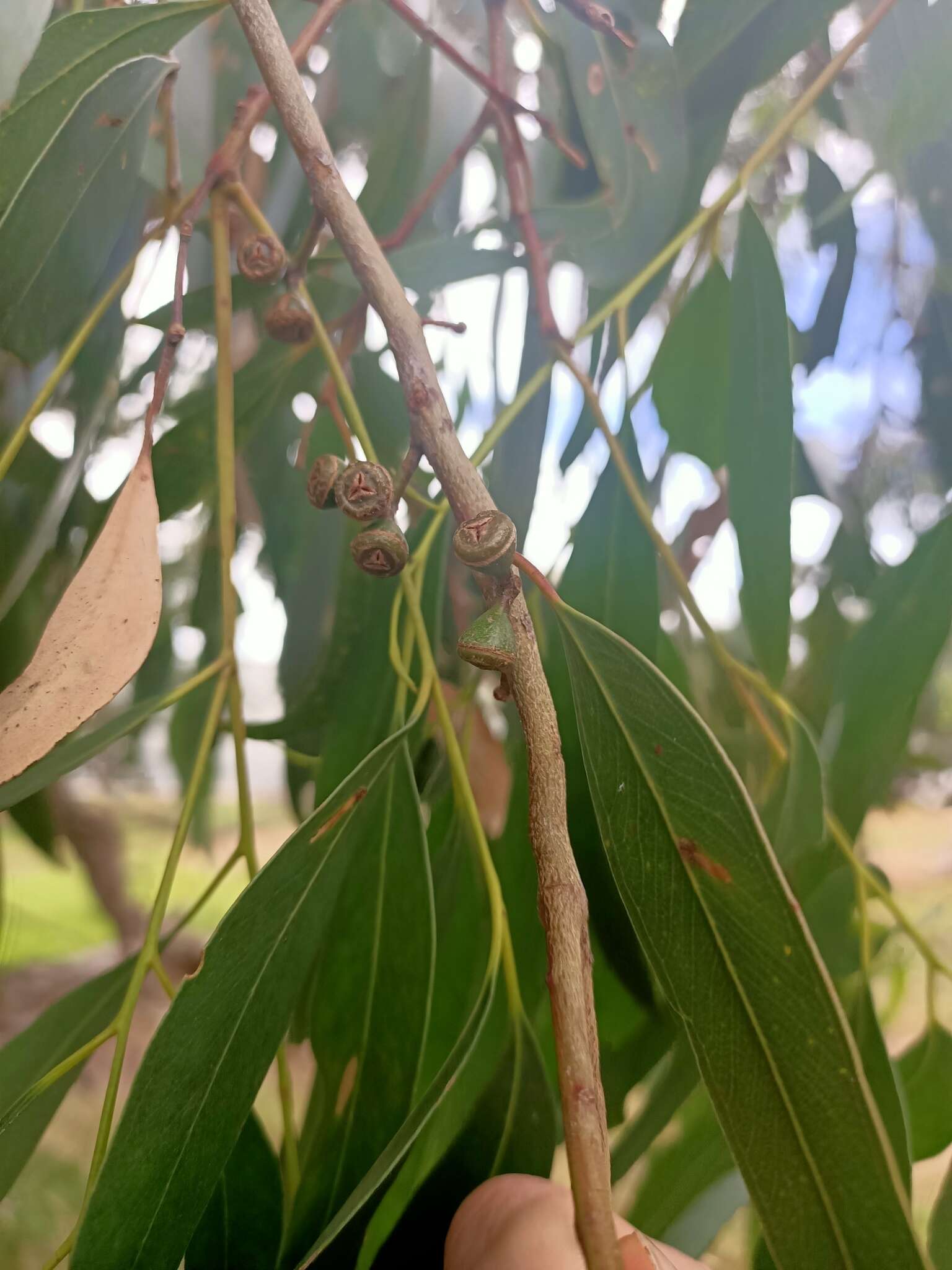 Image of Eucalyptus viminalis subsp. pryoriana (L. A. S. Johnson) M. I. H. Brooker & A. V. Slee