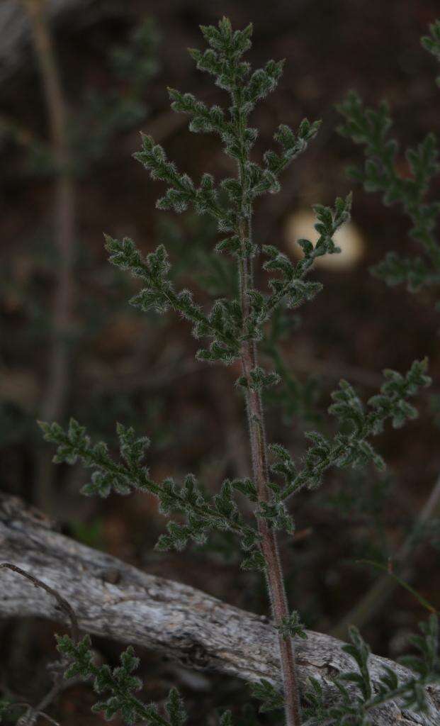 Image of Pelargonium triste (L.) L'Her.