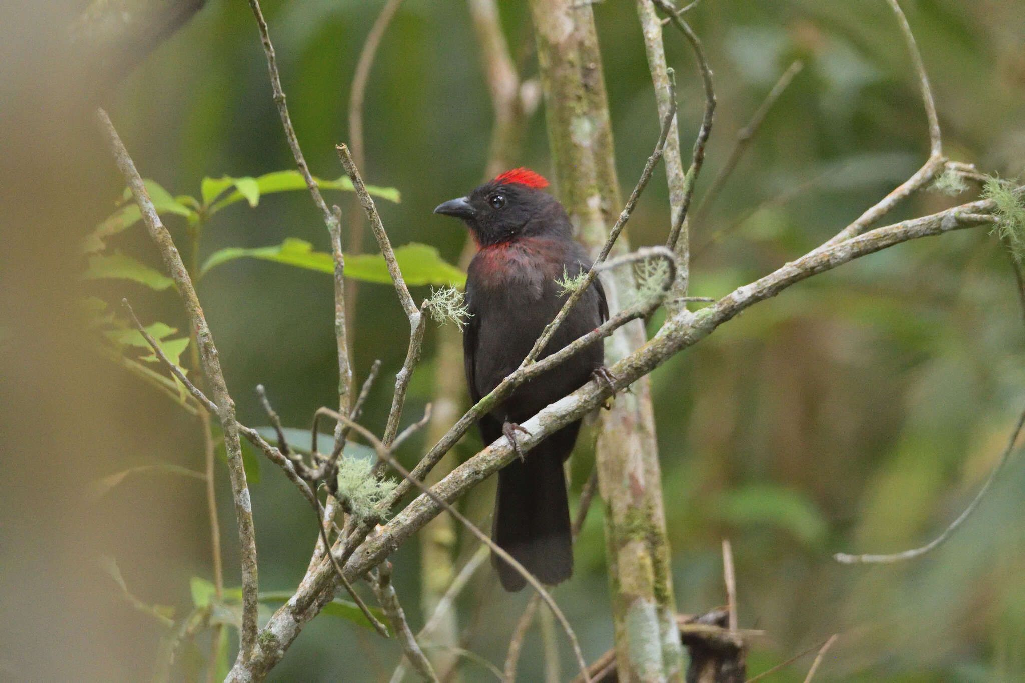 Image of Sooty Ant Tanager