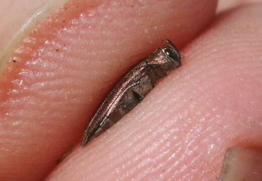 Image of Common Willow Agrilus