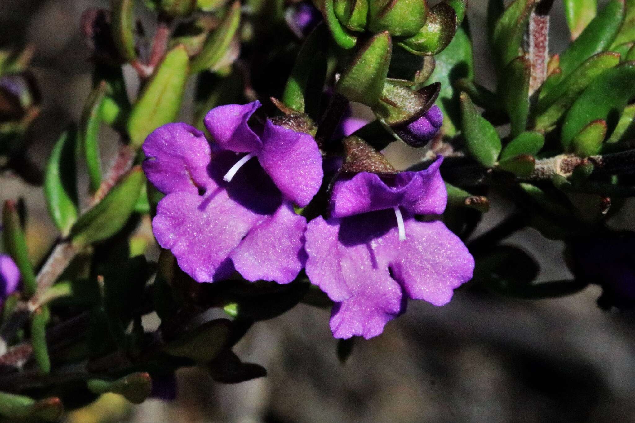 Image of Prostanthera scutellarioides (R. Br.) Druce