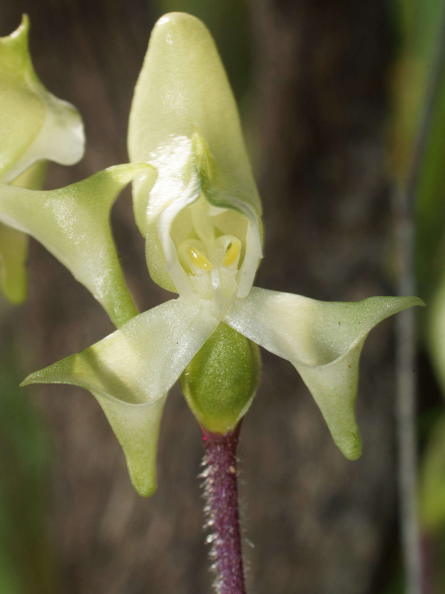 Image of Disperis bolusiana subsp. macrocorys (Rolfe) J. C. Manning