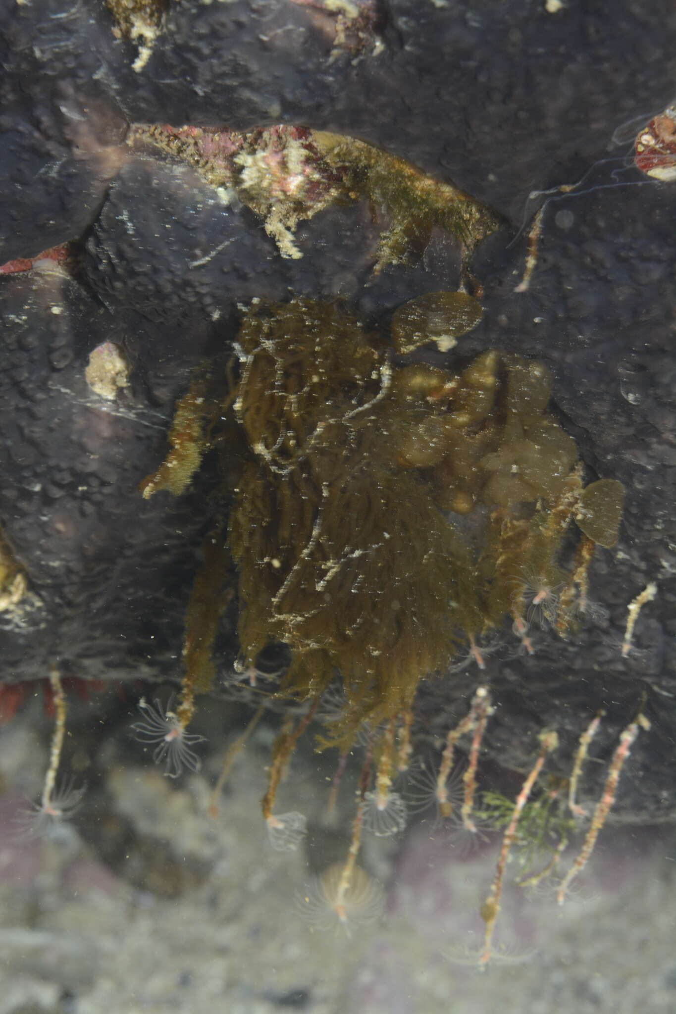 Image of pinkmouth hydroid