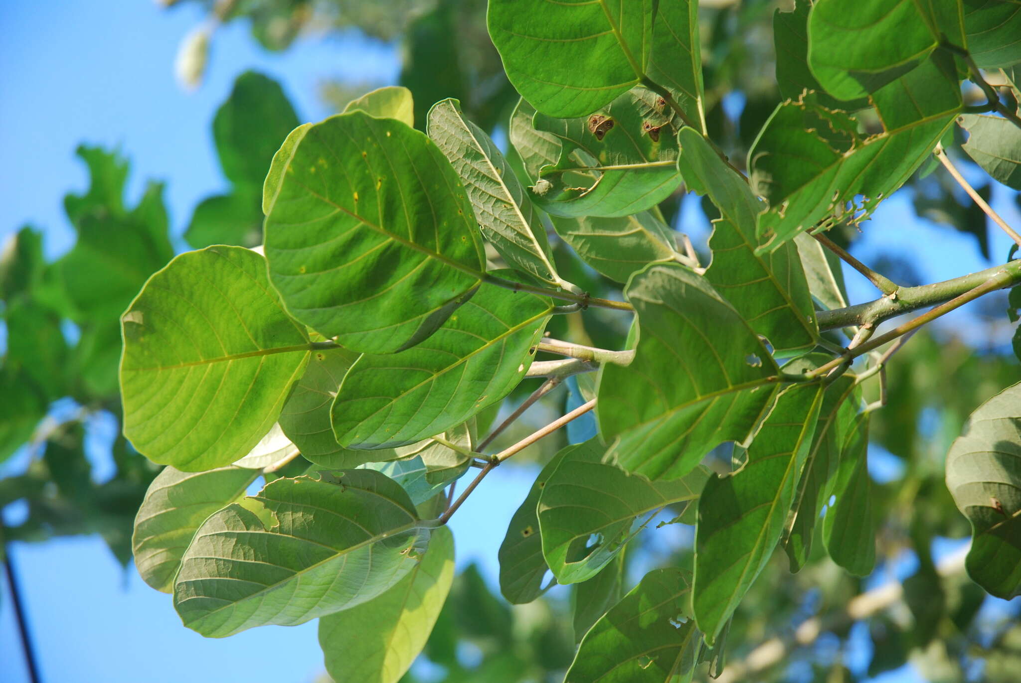 Erythrina fusca Lour. resmi