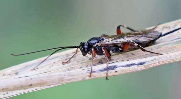 Image of Pimpla turionellae (Linnaeus 1758)