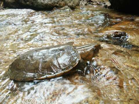 Image of Big-headed Turtle