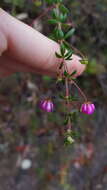 Image of Bauera microphylla Sieber ex DC.