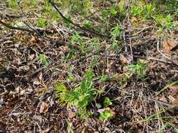 Image of clubmoss