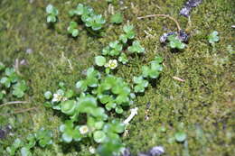 Image of weak saxifrage