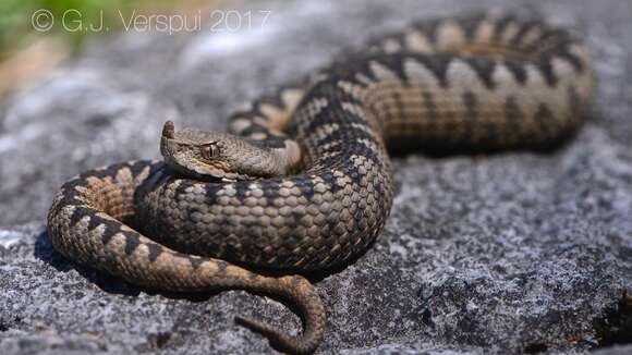 Image of Vipera ammodytes ammodytes (Linnaeus 1758)