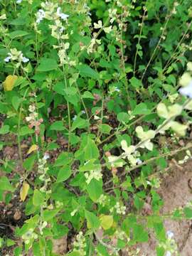 Image of Salvia herbacea Benth.