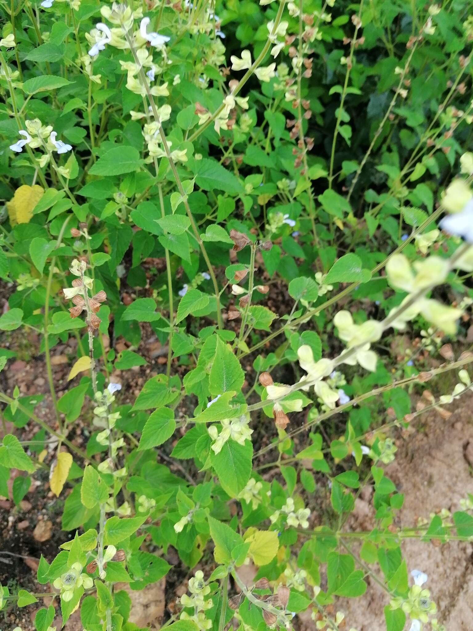 Image of Salvia herbacea Benth.