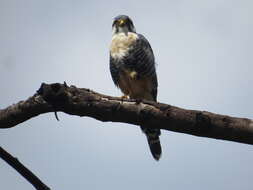 Image of Aplomado Falcon