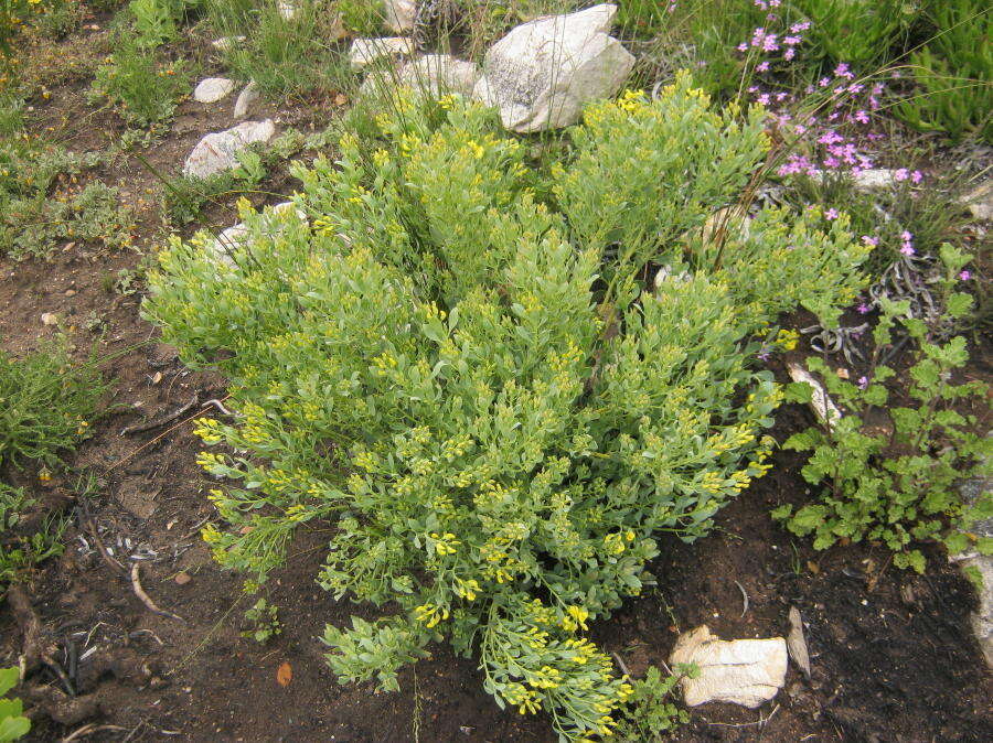 Image of <i>Rafnia <i>racemosa</i></i> subsp. racemosa