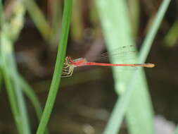 Image of Agriocnemis femina (Brauer 1868)