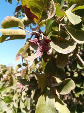 Image of Foetidia retusa Blume