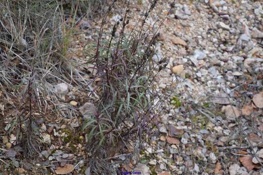 Image of Spanish Rusty Foxglove