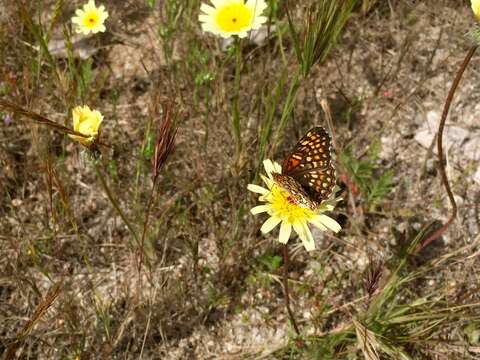 Image of Gabb's Checkerspot