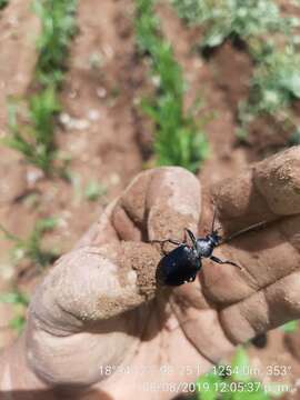 Imagem de Calosoma (Carabosoma) angulatum Chevrolat 1834